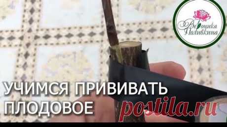 Учимся прививать плодовые деревья. Лучшие сроки и способы | Садовый клуб. Вероника Поливкина | Дзен
