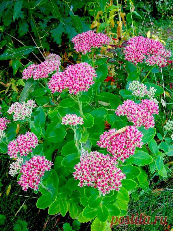 Осенняя красота на даче!