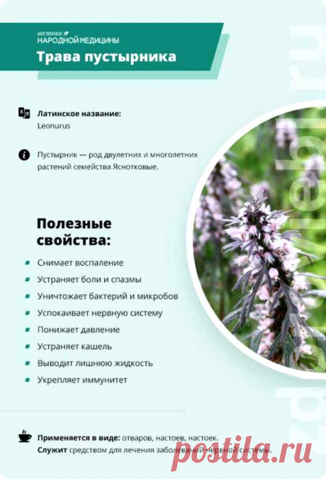 Трава пустырника