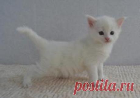 Вес котят по месяцам