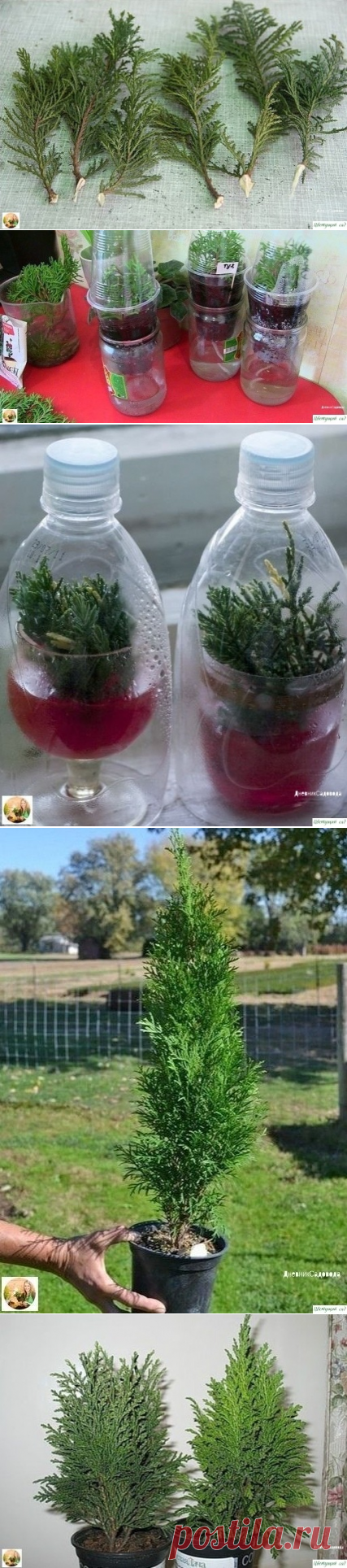 СΕΚРΕТЫ ΒЫРАЩИΒАΗИЯ ТУИ