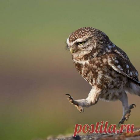 Это 100 самых ценных снимков сов всех времен и народов