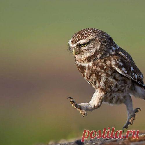 Это 100 самых ценных снимков сов всех времен и народов