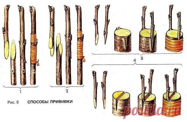 ДЕДОВСКИЙ СПОСОБ ПРИВИВКИ ДЕРЕВЬЕВ ДЛЯ БОЛЬШОГО УРОЖАЯ!

Способ прививки за кору применяют, когда к взрослой или старой яблони хотят привить один или несколько новых (более зимостойких, урожайных или устойчивых к болезням) сортов.

Тогда большинство скелетных (основных) ветвей дерева спиливают на расстоянии от 70 сантиметров до 1 метра от ствола и прививают к ним ветви. При таком способе прививки очень важно оставить две-три скелетные ветви необрезанными, чтобы они 