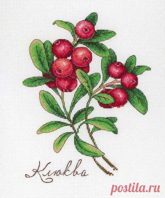Дары природы. Клюква