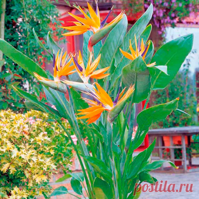 Комнатное растение Стрелитиция (Strelitzia). Растение, названное в честь жены английского короля Георга III Шарлотты, урожденной Макленбург-Стрелитц, привлекает внимание благодаря крупному цветку необычной формы. Чаще всего его используют для составления букетов, однако стрелитцию можно выращивать в больших емкостях и как горшечное растение. Цветение начинается на 4-6 году жизни растения, обычно весной. Цветки могут быть самой разной окраски: белые, желтые, оранжевые, синие и голубые.