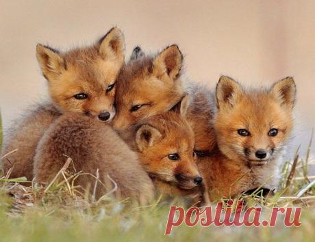 Милое семейство.