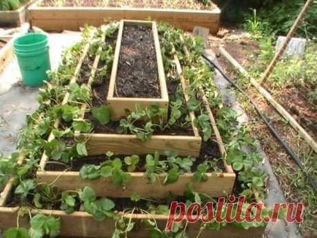 Выращивание клубники в пирамидах

Прежде всего, давайте попробуем рассмотреть, в чём плюсы методики пирамидальных гряд: во-первых, значительно экономится полезная площадь, что позволяет получать гораздо больше урожая, чем при выращивании традиционным методом; во-вторых, благодаря конструкции грядки, она будет обогревать всю конструкцию, создавая благоприятный микроклимат для высаженных растений; в-третьих, большое значение имеет и энергетика грядки - не секрет, что пирамид...