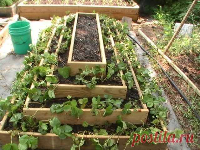 Выращивание клубники в пирамидах

Прежде всего, давайте попробуем рассмотреть, в чём плюсы методики пирамидальных гряд: во-первых, значительно экономится полезная площадь, что позволяет получать гораздо больше урожая, чем при выращивании традиционным методом; во-вторых, благодаря конструкции грядки, она будет обогревать всю конструкцию, создавая благоприятный микроклимат для высаженных растений; в-третьих, большое значение имеет и энергетика грядки - не секрет, что пирамид...