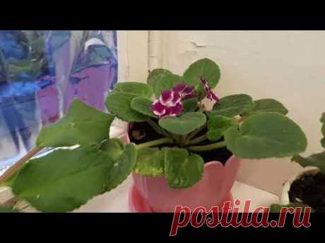 Фиалки! Как ухаживать зимой!