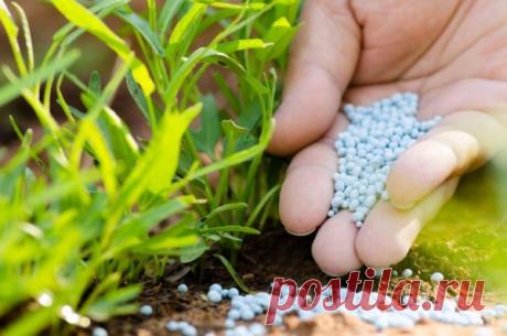 Летние подкормки. Каких элементов не хватает растениям и как их восполнить