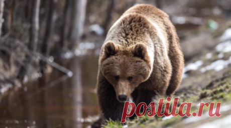 На Чаяндинском месторождении в Якутии обнаружили медведя. Бурого медведя обнаружили на Чаяндинском месторождении в Якутии. Читать далее