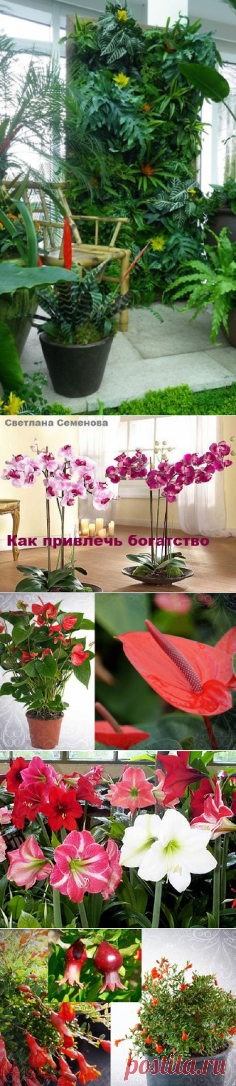Растения магниты