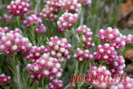 Кошачья лапка: польза и вред, применение в медицине