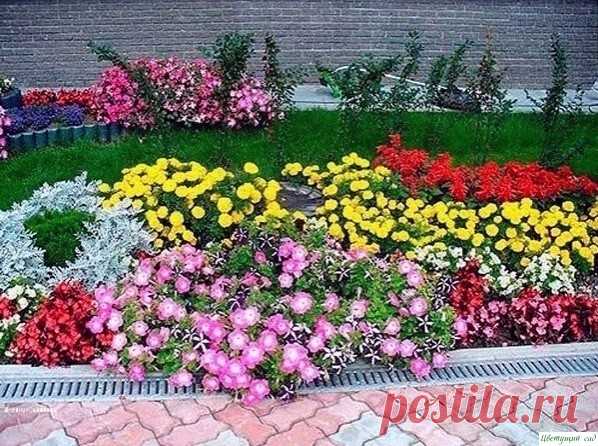 Μноголетние цветы долгого цветения