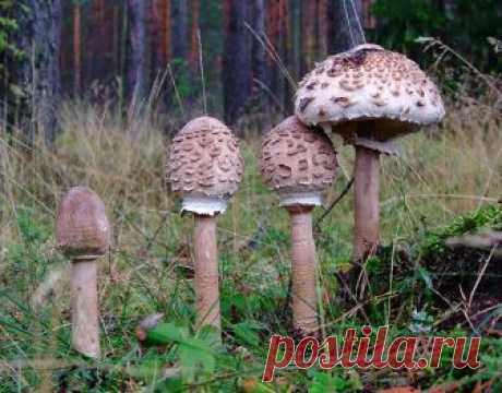 "Гриб-зонт" или "Во поле грибочки стояли" | Грибное лукошко | Яндекс Дзен