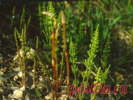 Лечебные свойства полевого хвоща.