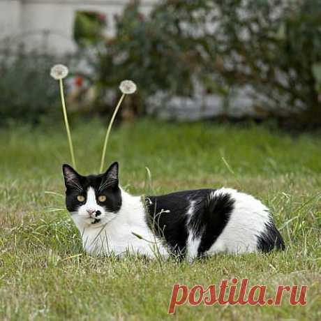 Подружка улитки:)
