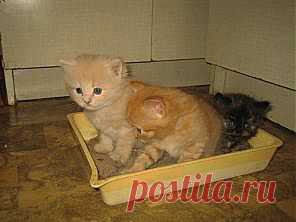 Как приучить котенка к туалету