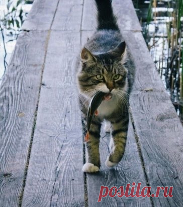 - Эй, рыбак! Есть там рыба, ловить надо уметь!