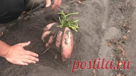 (99+) Хватит выращивать из года в год картофель. Есть Ему замена куда лучше - Полезные советы - медиаплатформа МирТесен