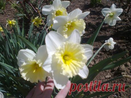 Я люблю ✿ ЦВЕТЫ ✿ | I ♥ Flowers