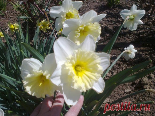 Я люблю ✿ ЦВЕТЫ ✿ | I ♥ Flowers