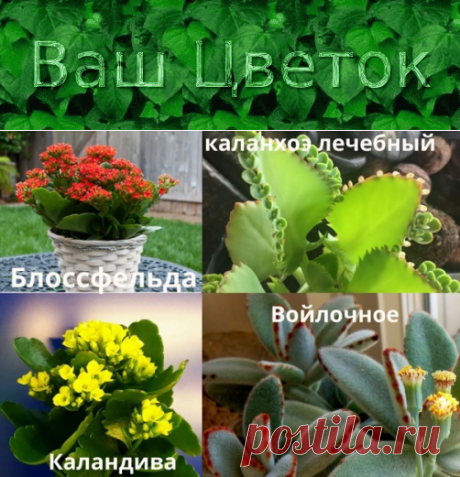 Каланхоэ – уход в домашних условиях, фото комнатных цветов, описание декоративных культиваров