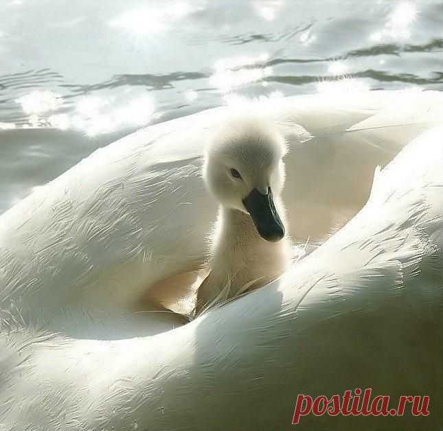 хх