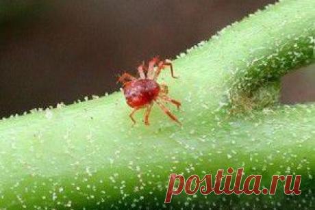 Паутинный клещ на растениях: методы борьбы