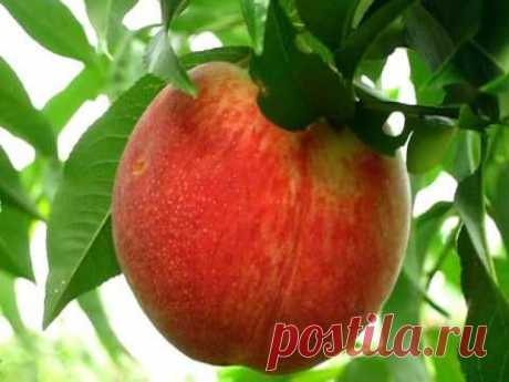 Саженцы персика купить в алматы низкие цены питомник PLANTS