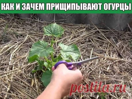 Как и зачем прищипывают огурцы?

Бывает, огородник увидит в магазине новый сорт, прочитает про его высокую урожайность, да и купит. Но летом не даёт огурец обещанных килограммов с куста. И тогда начинает овощевод ругать продавцов, производителей и рекламу. А на самом деле он сам виноват: не смог раскрыть весь потенциал сорта, поскольку неправильно формировал растения или вовсе пренебрёг этим агроприёмом.

Пасынкование огурцов — зачем это нужно

Пасынкуя огурцы, овощеводы п...