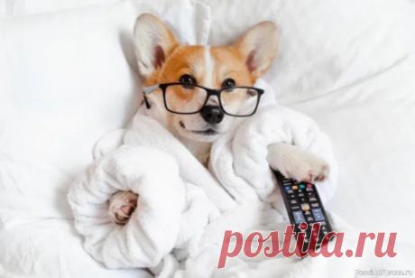 Какие телепередачи любят собаки? Мнение кинолога Собаки любят смотреть телепередачи о спорте и животных, рассказал президент Российской кинологической федерации Владимир Голубев. Он объяснил, почему и как это происходит, передает РИА «Новости».По его словам, раньше считалось, что животные не способны воспринимать изображения на экране,...