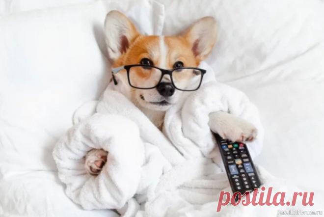 Какие телепередачи любят собаки? Мнение кинолога Собаки любят смотреть телепередачи о спорте и животных, рассказал президент Российской кинологической федерации Владимир Голубев. Он объяснил, почему и как это происходит, передает РИА «Новости».По его словам, раньше считалось, что животные не способны воспринимать изображения на экране,...