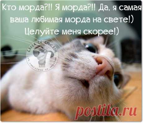 Новогодние фразочки со смыслом :) | Сайт Союза Юмористов