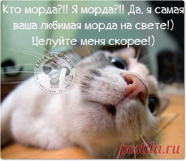Новогодние фразочки со смыслом :) | Сайт Союза Юмористов