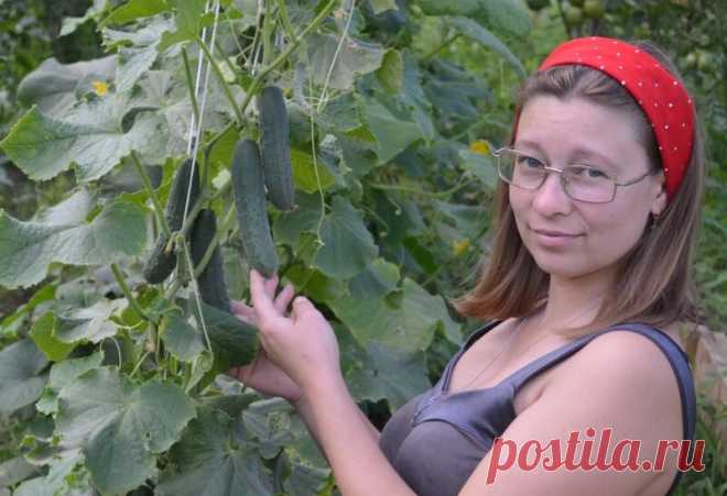Какие огурцы можно посадить один раз и собирать урожай все лето. Выбираем высокоурожайные гибриды | Дачные секреты от Виктории Радзевской | Яндекс Дзен