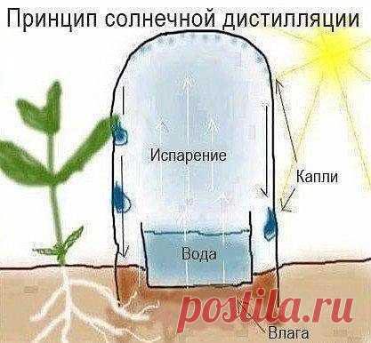 ПРОСТОЙ СПОСОБ ПОЛИВА ИЗ ПЛАСТИКОВЫХ БУТЫЛОК

Этот способ основан на принципе солнечной дистилляции - нагревание воды до парообразного состояния с последующей конденсацией пара в воду. Для этого используем две пластиковые бутылки разного размера.