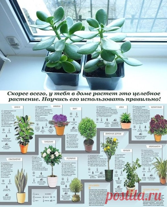 (Лечимся толстянкой
