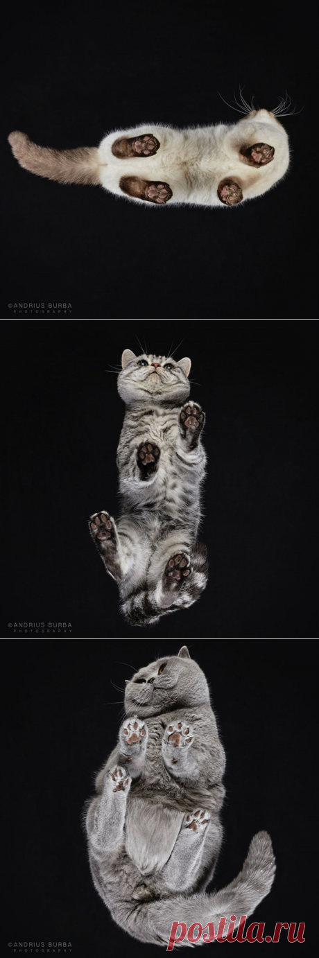 Фотографии кошек снятых в необычном ракурсе