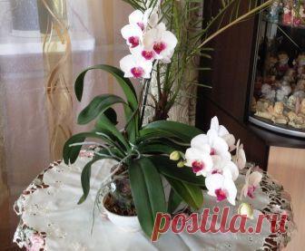 Как спасти орхидею (даже если остался один лист) | Есть время под солнцем | Яндекс Дзен