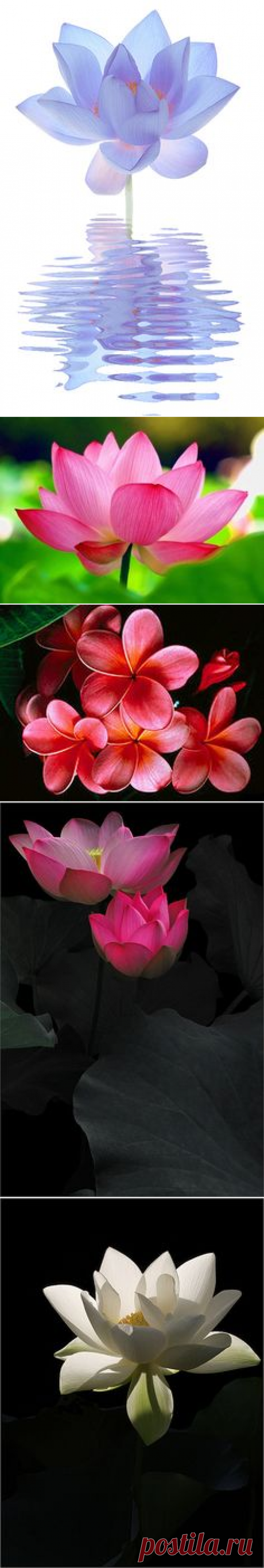 (1077) Pink moss | ... for pink flowers well don t even get me started love you miss moss xxx | Simply