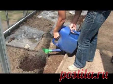 Подкормки для огурцов