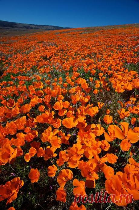 California Poppies:  flickr от Daniel Peckham  |  Pinterest: инструмент для поиска и хранения интересных идей