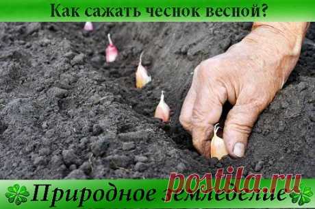 Как сажать чеснок весной!