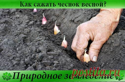 Как сажать чеснок весной!