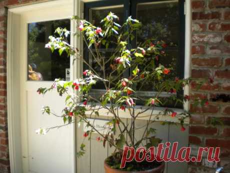 Контейнерний гибридный абутилон (Abutilon hybridum).