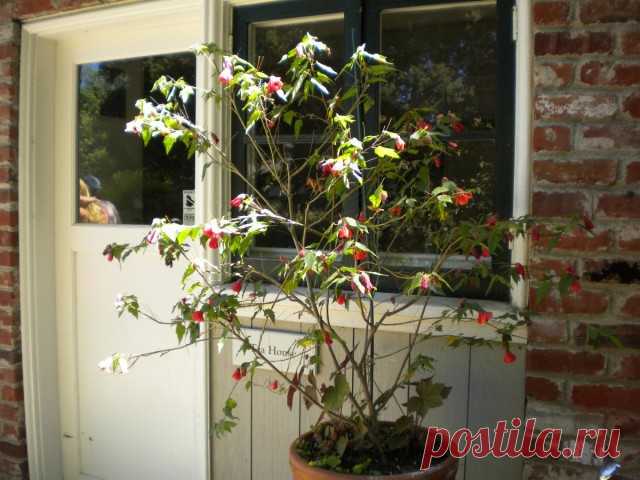 Контейнерний гибридный абутилон (Abutilon hybridum).