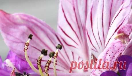 Ясенец: выращивание и уход — FloweryVale.ru