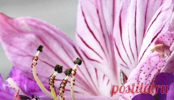 Ясенец: выращивание и уход — FloweryVale.ru